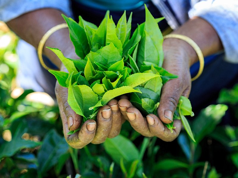 Randonnées à Nuwara Eliya
