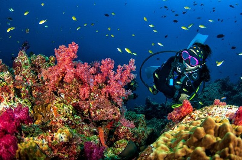 Plonger dans les profondeurs des Caraïbes
