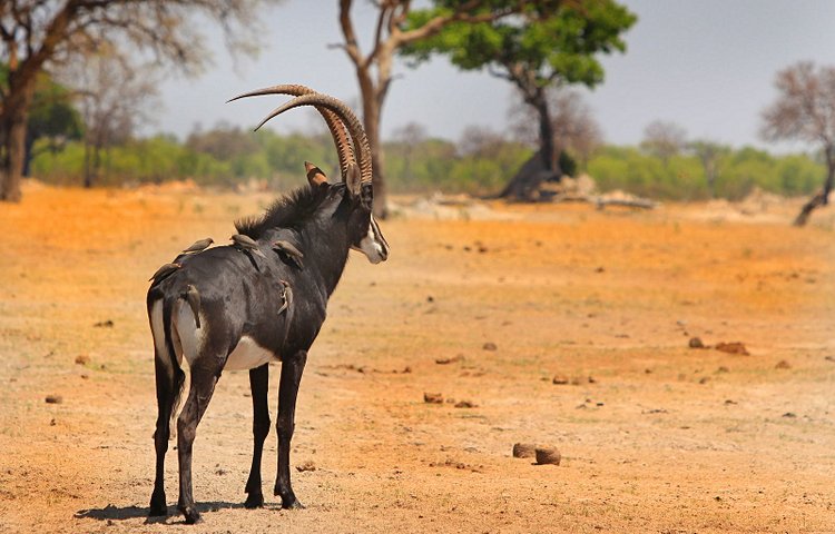 Un dessin en noir et blanc d'une antilope noire | Vecteur Premium
