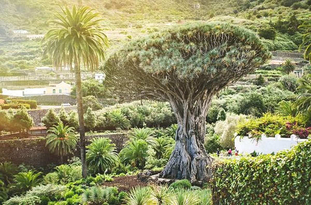 Saluer un arbre centenaire au Parc del Drago