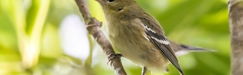 L'observation des oiseaux