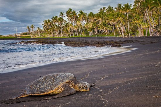 Punalu'u beach
