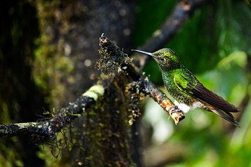 Réserve ornithologique de Mindo