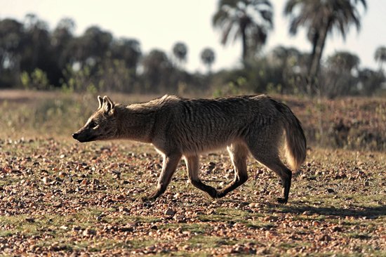 Parc national El Palmar