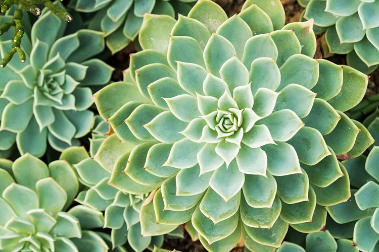 S'aventurer dans l'incontournable Jardin Botanique de Madère 3