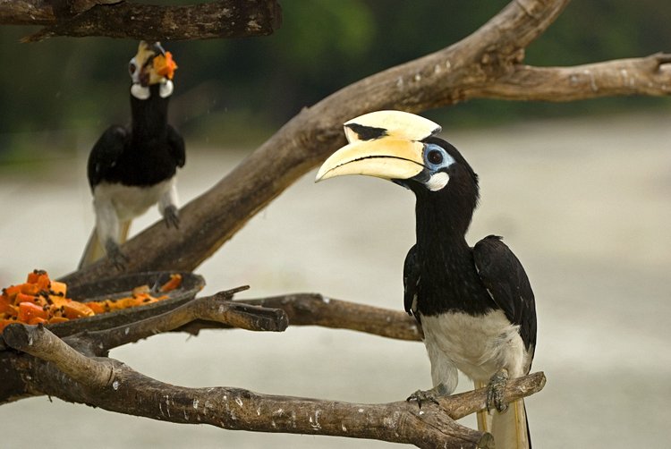 Pulau Pangkor 3