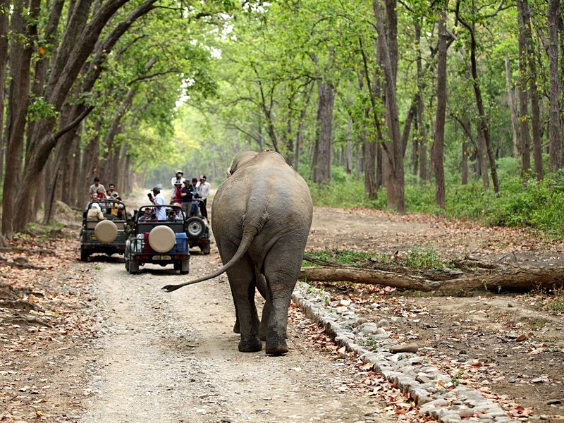 Parc national Jim Corbett