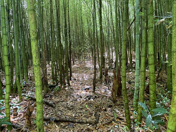 Furnas : Terra Nostra, le jardin botanique 4