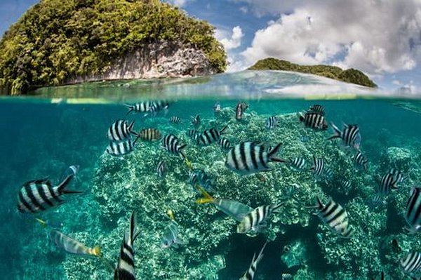 plongee Palau
