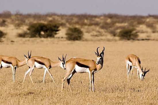 Central Kalahari Game Reserve