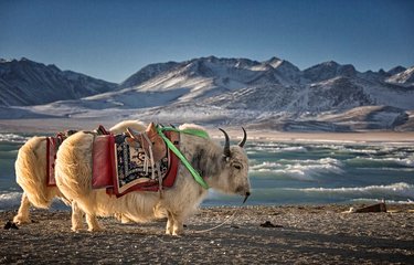 Yack tibétain