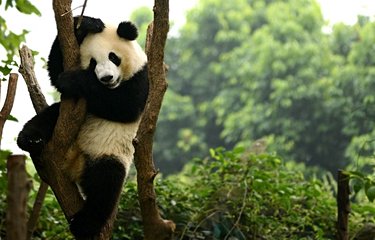 Panda géant