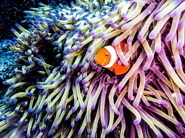 Grande Barrière de Corail en Australie 3