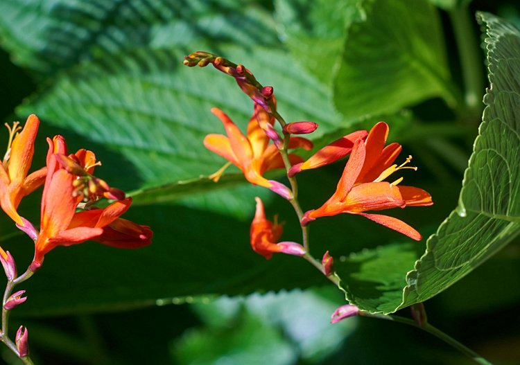 L’érudit Jardim botanico do Faial