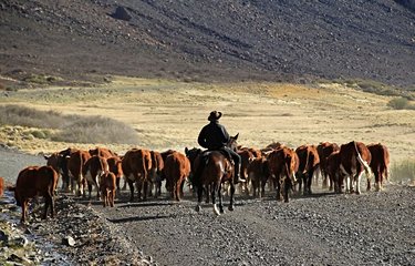 Un gaucho et son troupeau de vaches