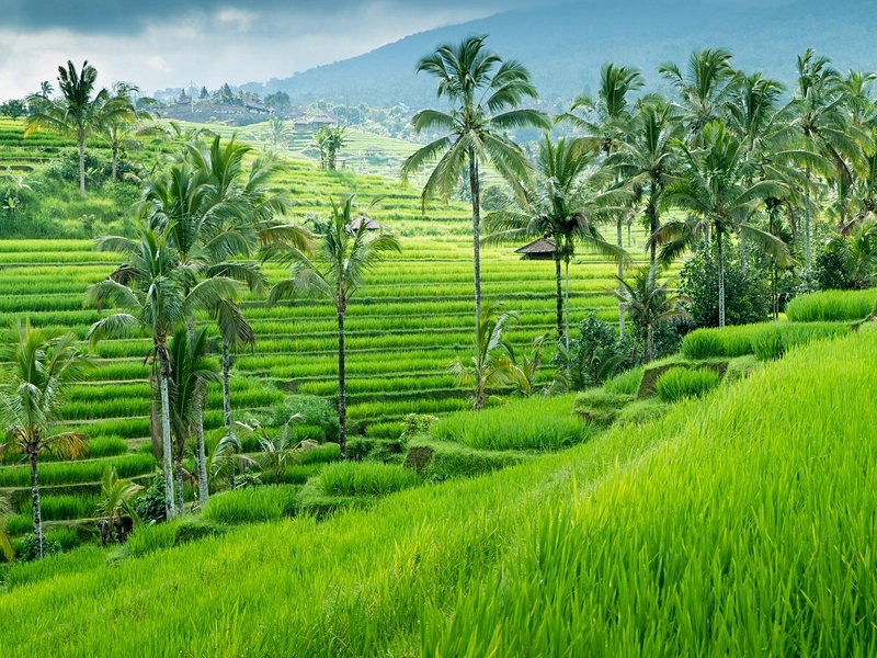 Jatiluwih (Bali)
