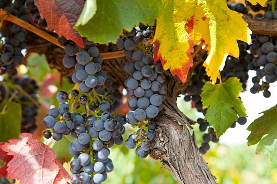 Vallée de la Barossa