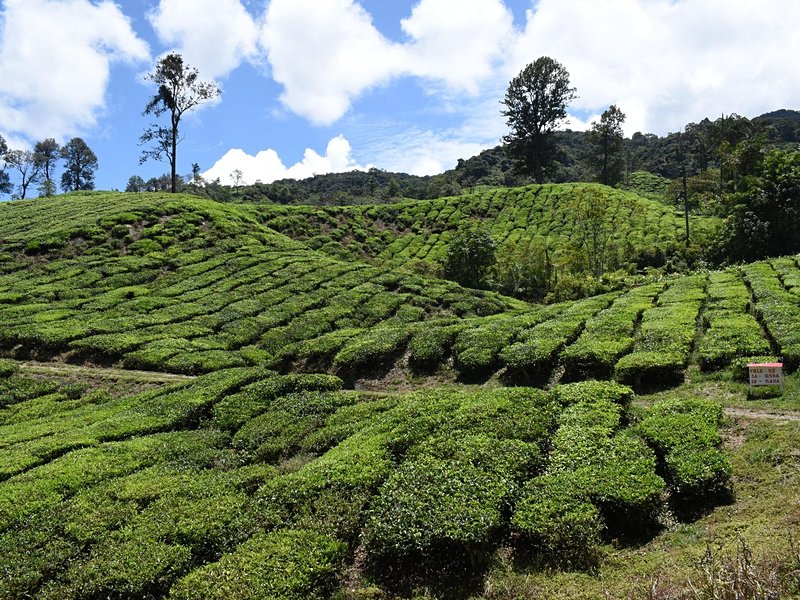 Boh Tea Plantation