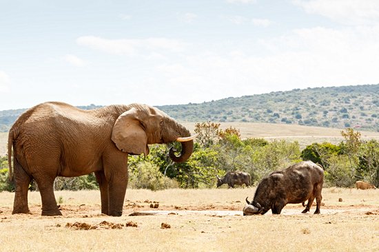 Parc national des Éléphants d'Addo