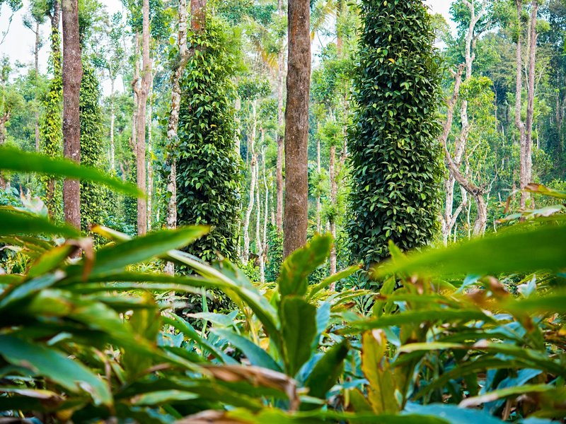 Les jardins d'épices