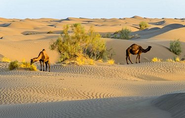Chameaux dans le désert Dasht-e Kavir