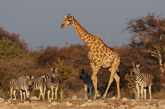 Parc national d'Etosha