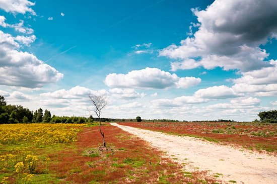 Parc national De Groote Peel