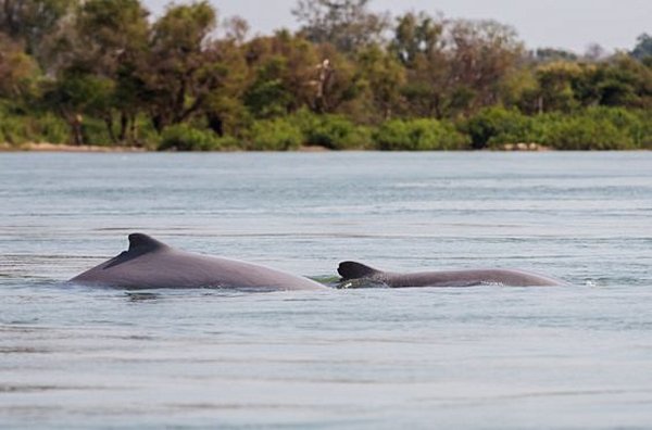 Observer les dauphins en kayak dans les 4 000 îles