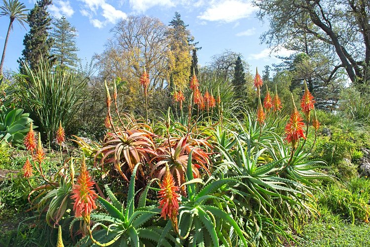 Plus tranquilles, les jardins de Palheiro