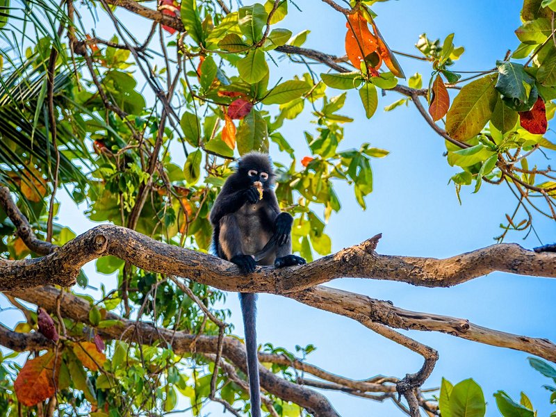 Parc national de Mu Ko Ang Thong