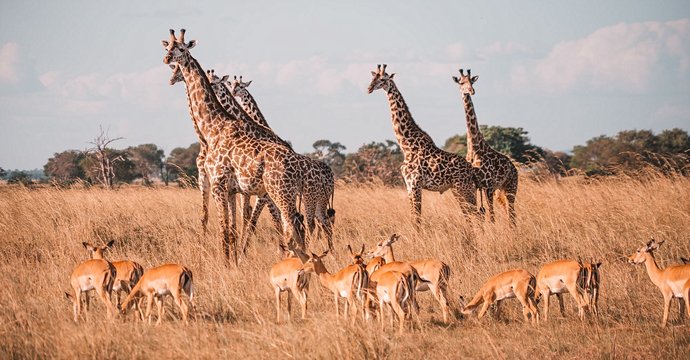 Tanzanie