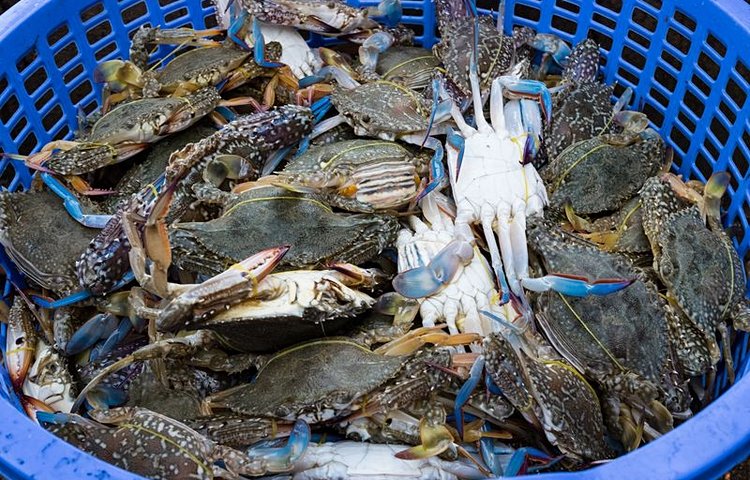 Crabe bleu de Kep