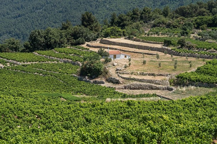 La cuisine traditionnelle de Samos et ses vignobles 3