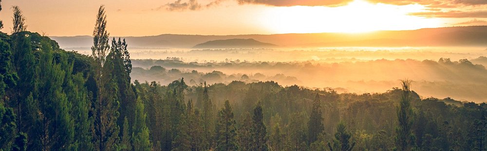 La forêt de Kakamega