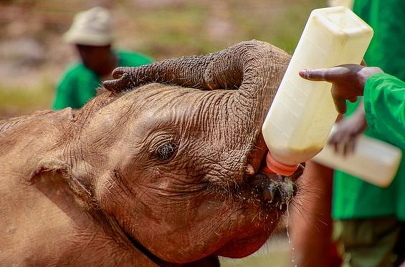 Observer les éléphants orphelins rescapés
