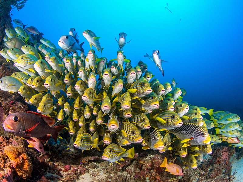 Raja Ampat, Papouasie Occidentale