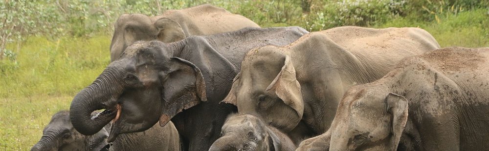 Le parc national de Maduru Oya