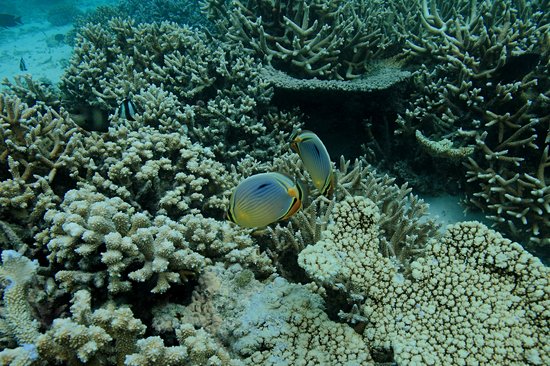 Faafu Atoll