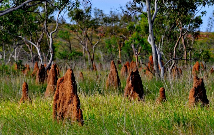 Litchfield National Park