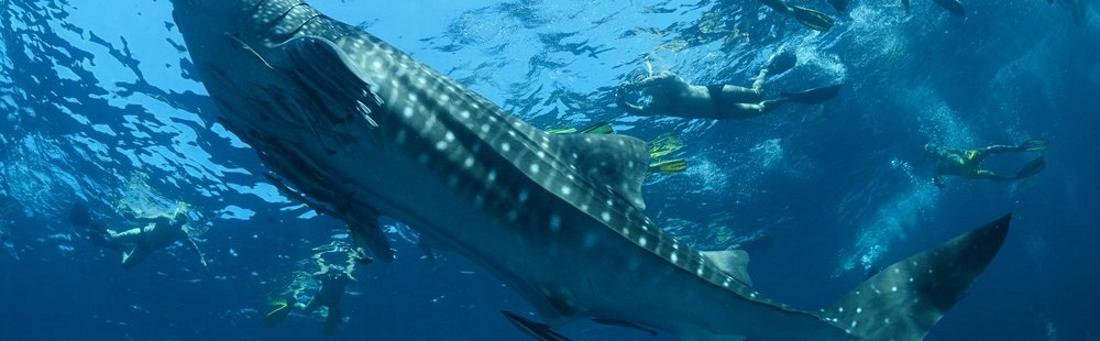 Rencontrer les requins-baleines