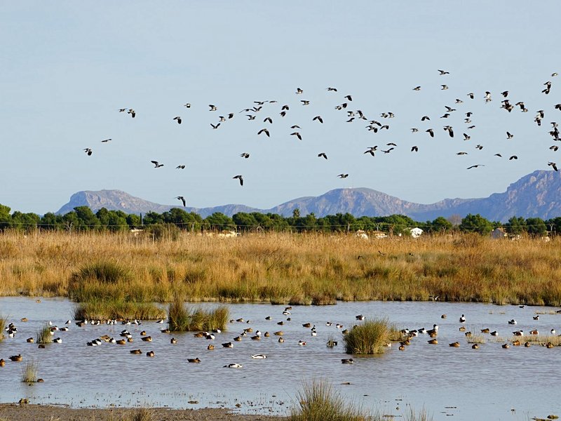 Parc naturel de S’Albufera des Grau