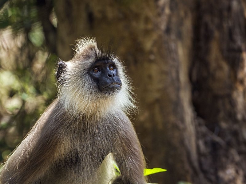 Parc national de Minneriya