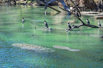 Blue Spring State Park