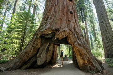 Parc national de Sequoia