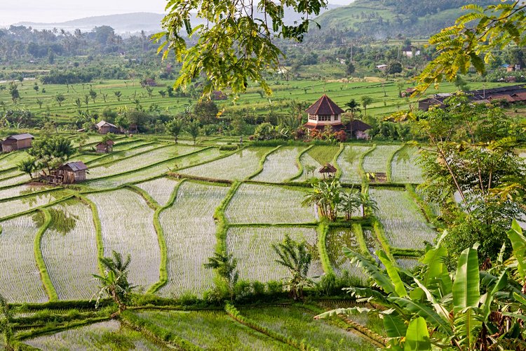 Les rizières de Tirtaganga 2