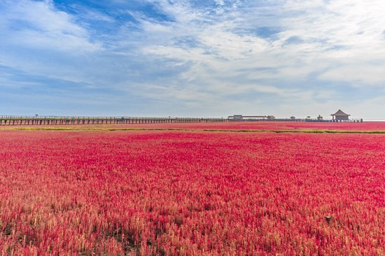 Plage rouge de Panjin