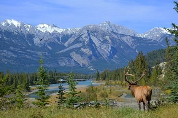 safari Canada