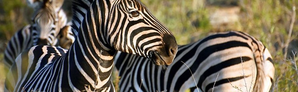 Madikwe