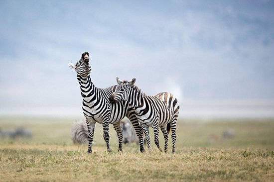 Cratère du Ngorongoro