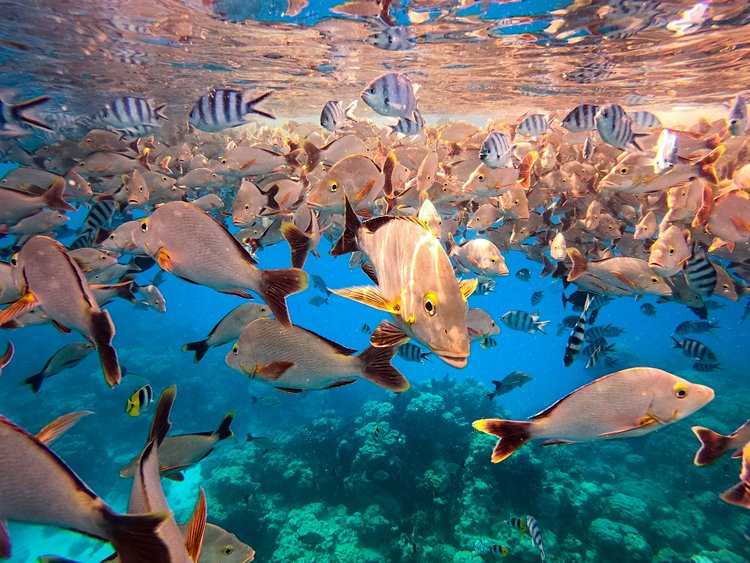 Atoll de Rangiroa en Polynésie française